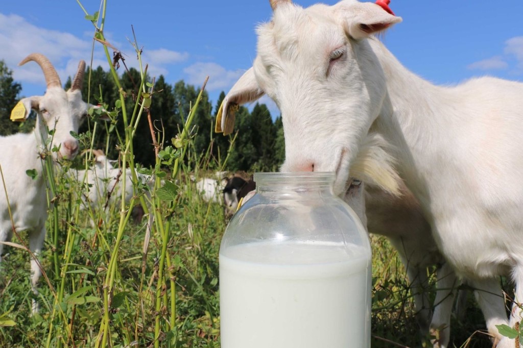 Сколько молока дает коза
