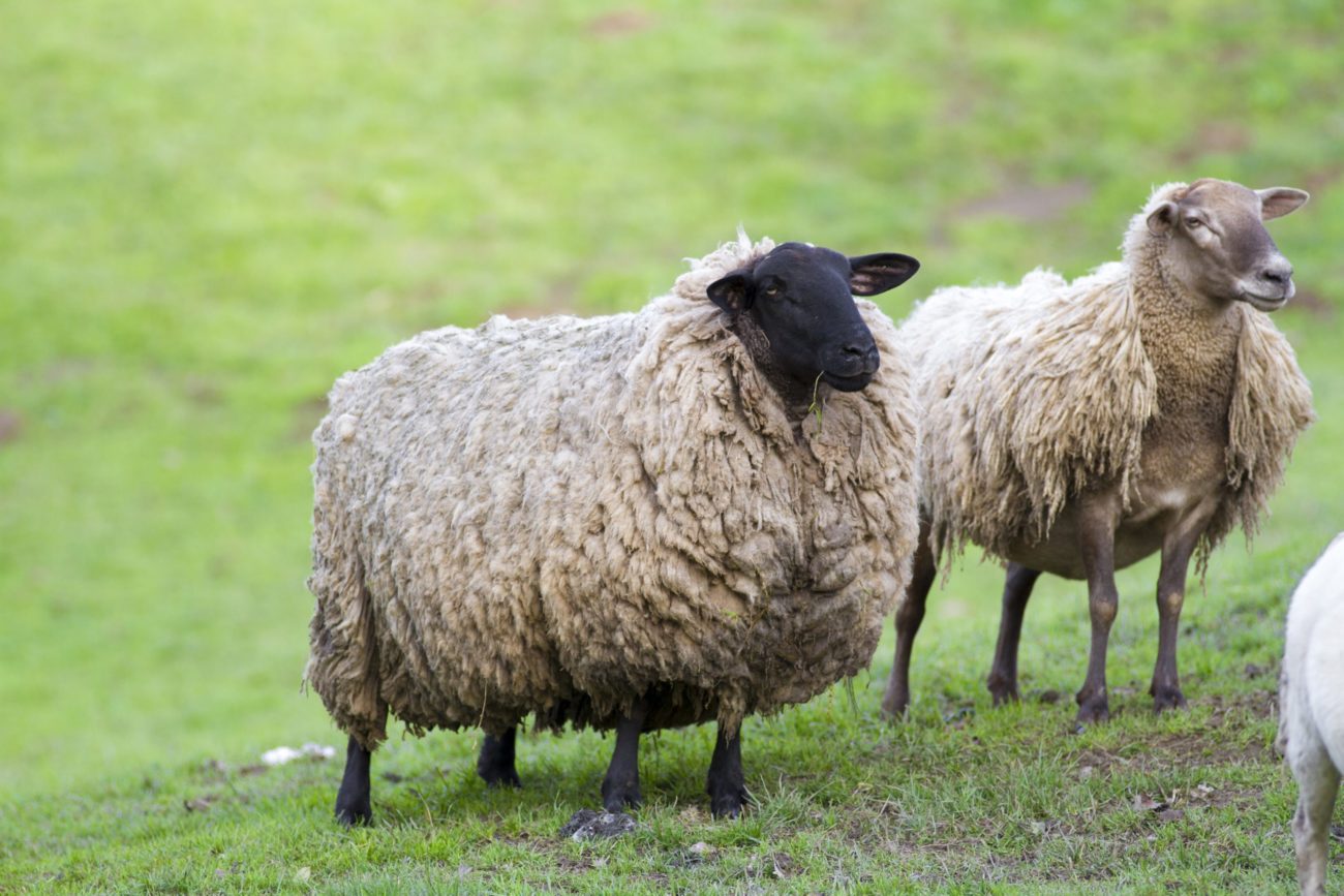 Сколько стоит овца