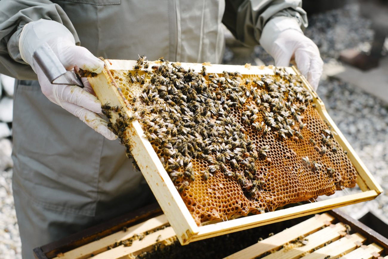 Сколько стоят пчелы