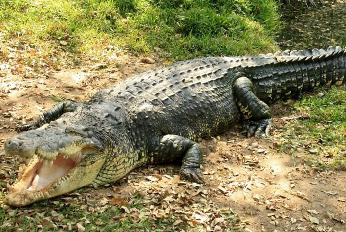 Сколько живут крокодилы