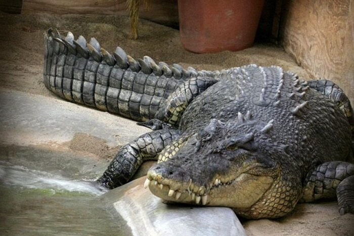 Сколько живут крокодилы