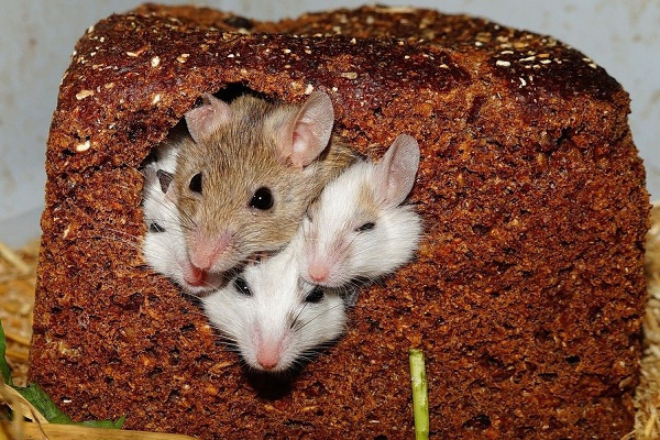 Сколько живут мыши в природе и в домашних условиях