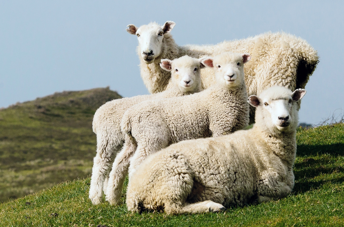 Сколько живут овцы