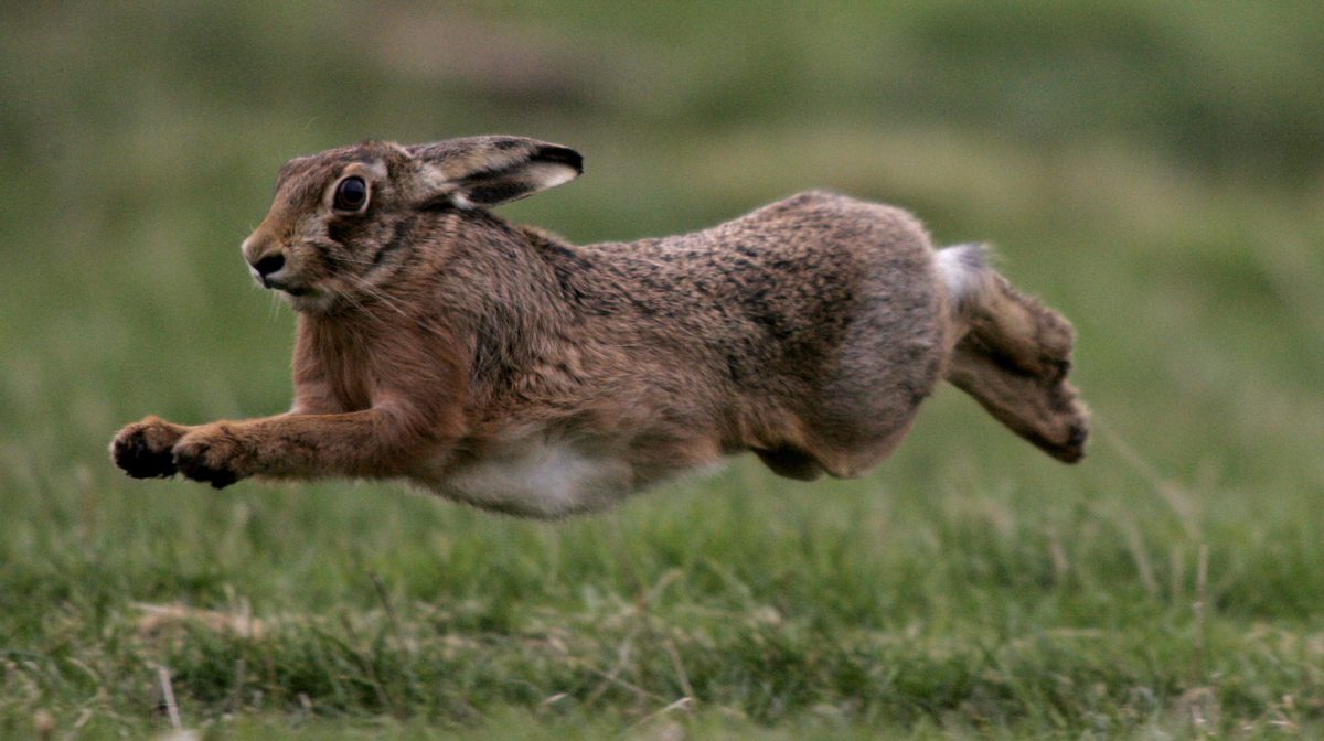Скорость бегущего зайца