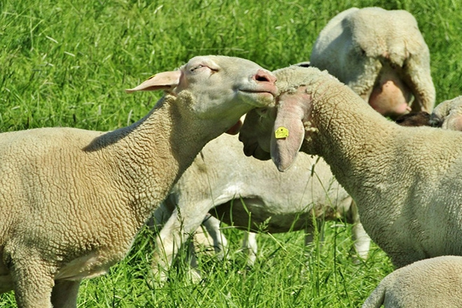 Скрещивание длинноухих овец