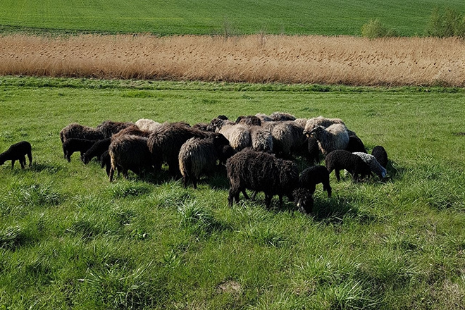 Скрещивание длинноухих овец