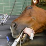 Случная болезнь у лошадей