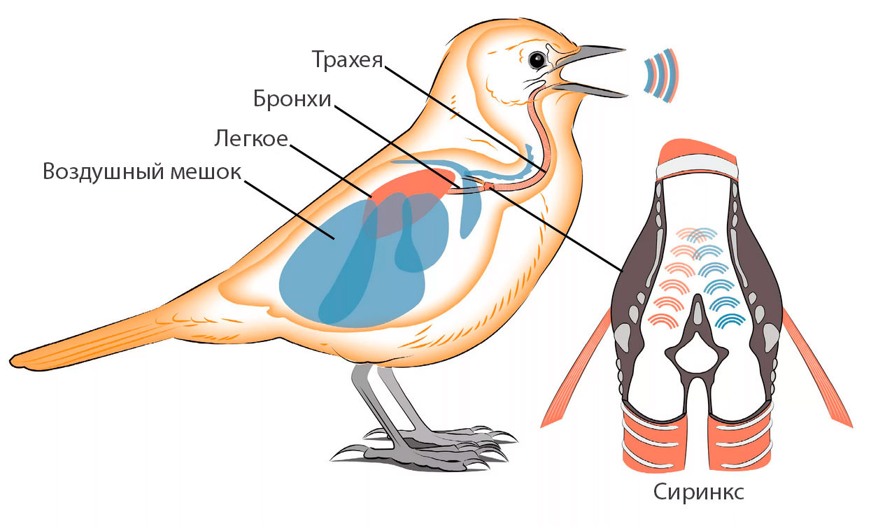 Строение и анатомия попугаев