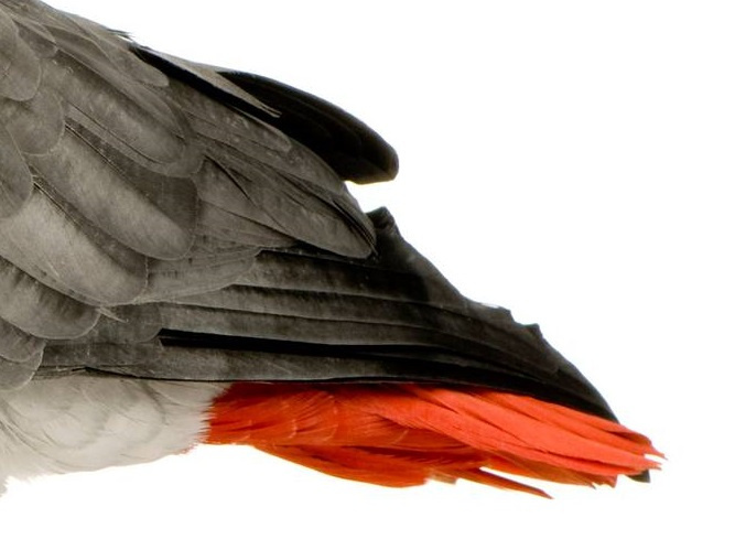 Строение и анатомия попугаев