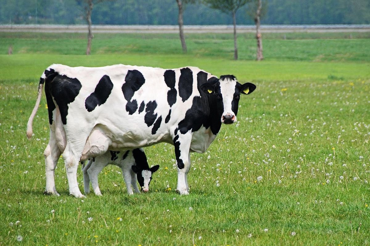 Типы коров