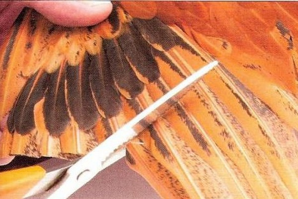 Травма крыла у попугаев