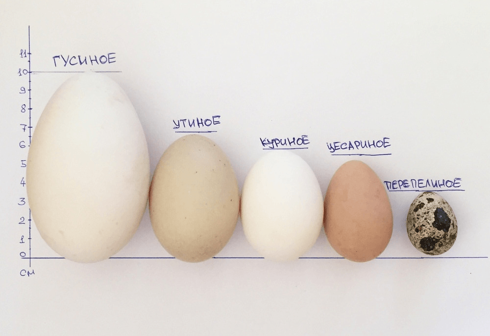 Утиные яйца полезно ли кушать
