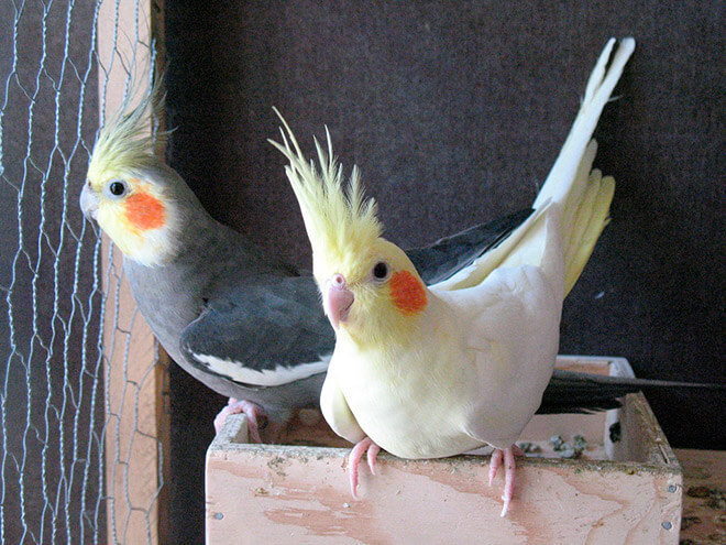 Виды домашних белых попугаев