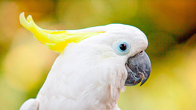 Виды домашних белых попугаев
