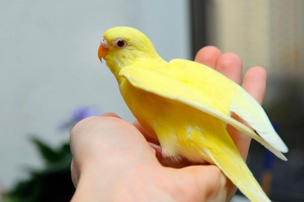Волнистый попугай лютино-желтый красавец