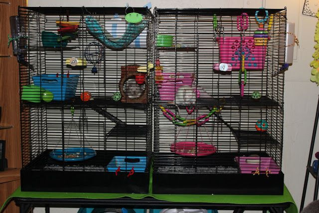Выбор клетки для домашней крысы