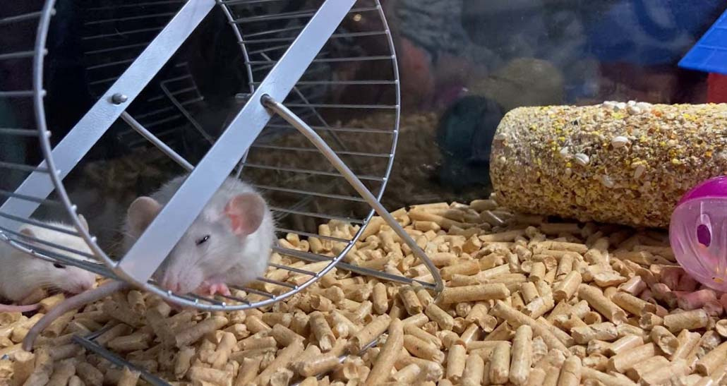 Выбор клетки для домашней крысы