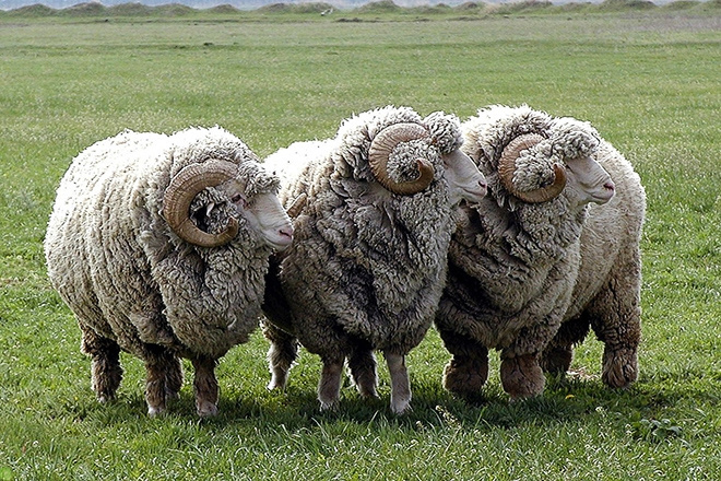 Выгодно ли держать овец