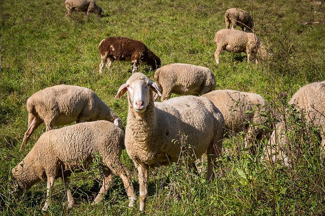 Выгодно ли держать овец