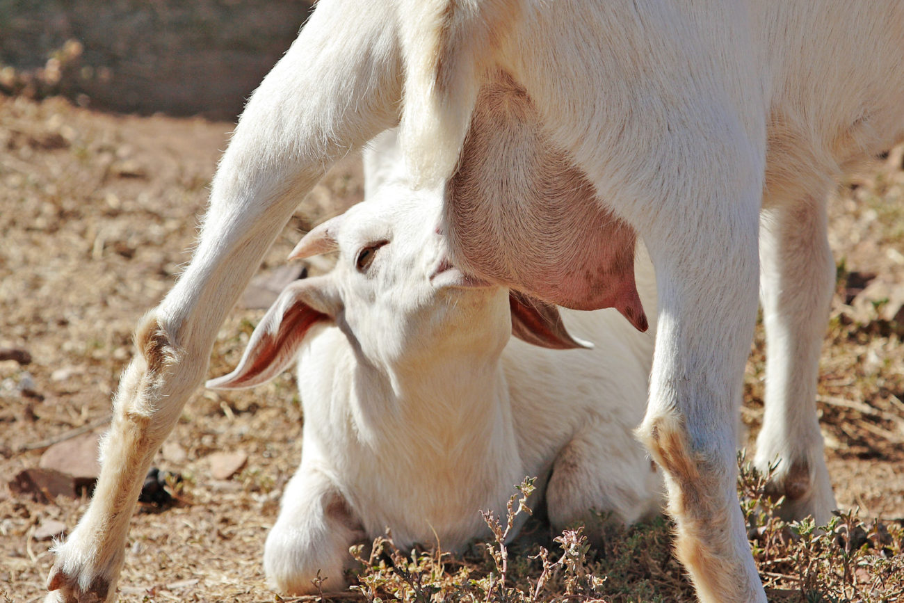 Вымя у козы