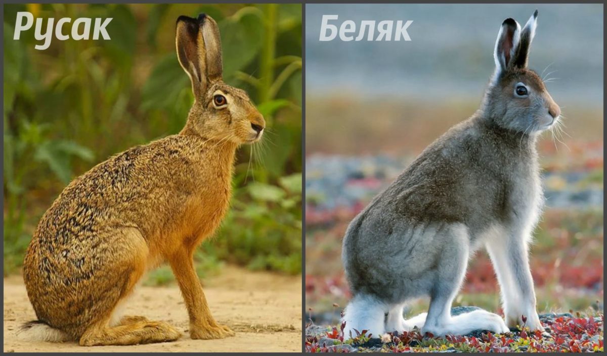 Заяц русак и заяц беляк: различия и сходство