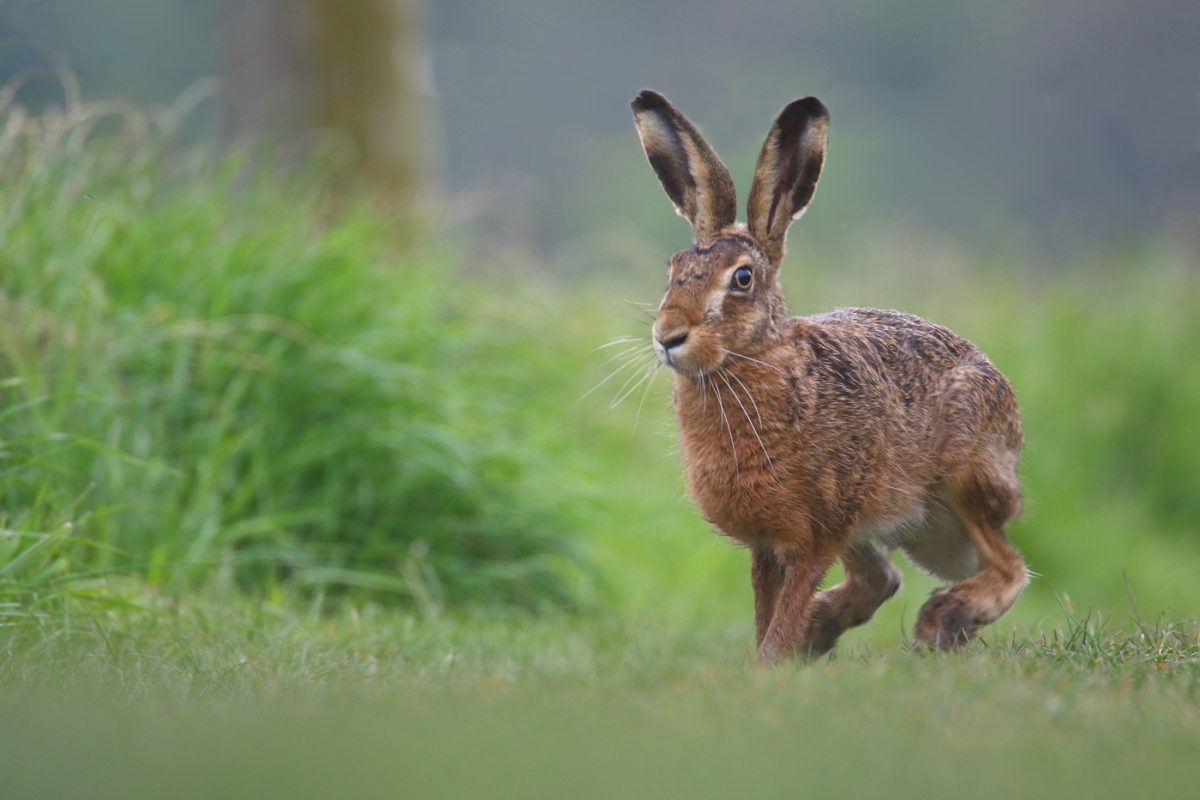 Заяц русак и заяц беляк: различия и сходство