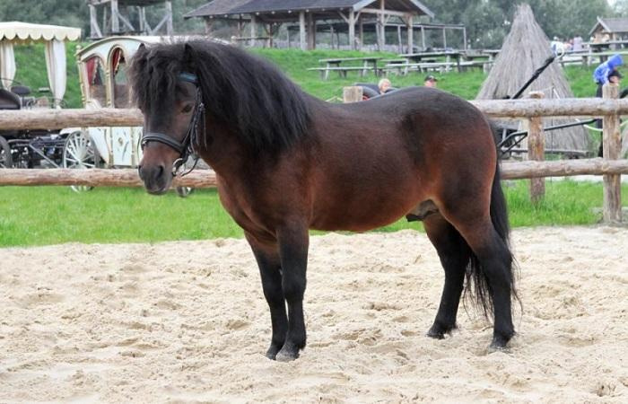 16 лучших пород лошадей с длинной гривой