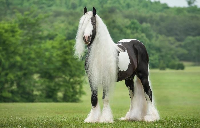 16 лучших пород лошадей с длинной гривой