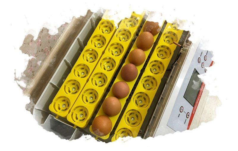 7 лучших инкубаторов для яиц