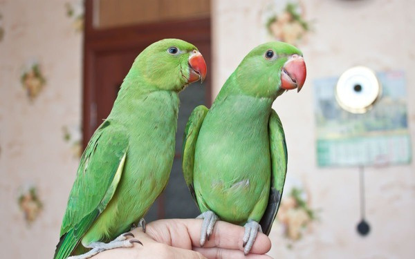 Актуальные цены на ожереловых попугаев