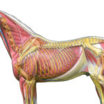Анатомия лошадей