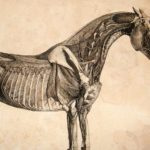 Анатомия лошадей