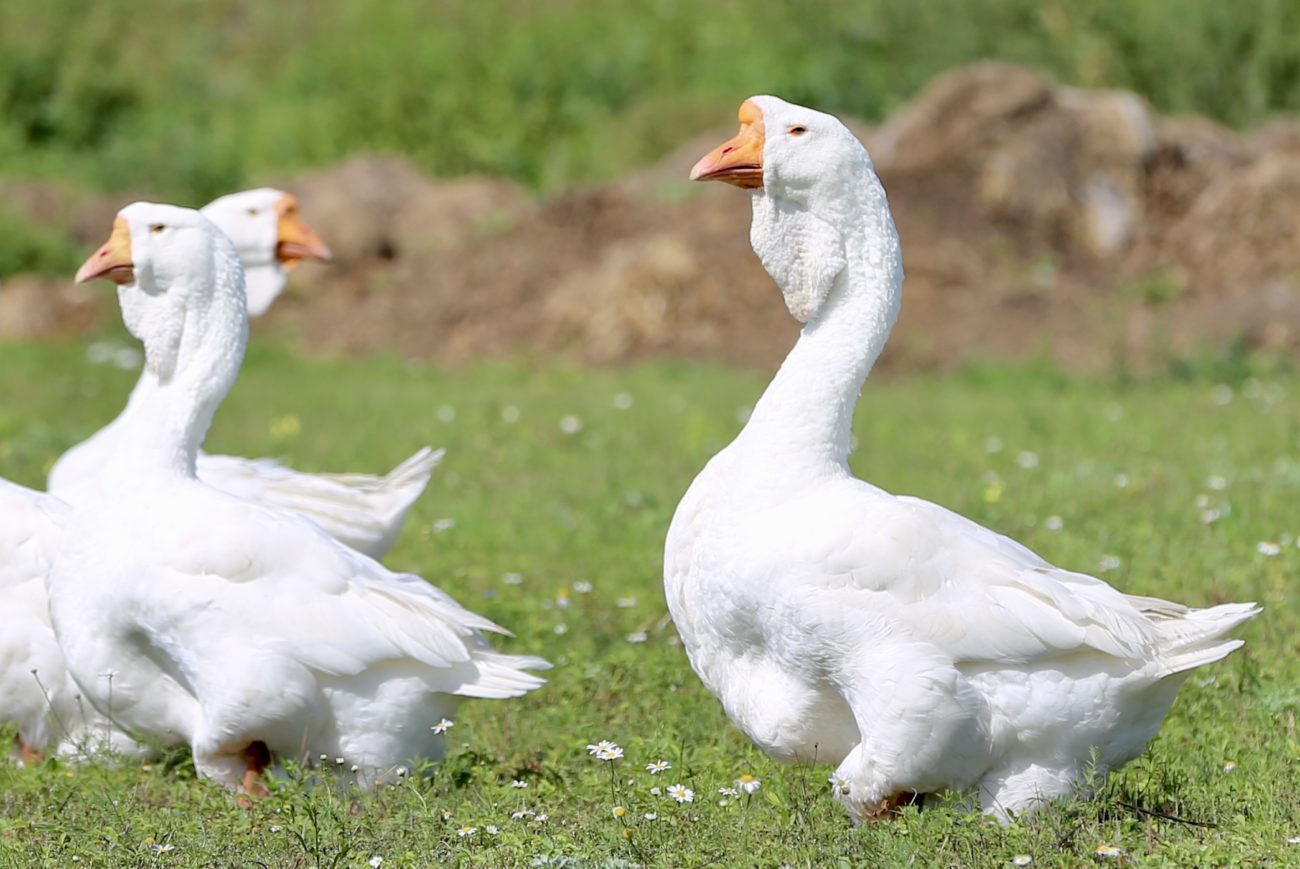 Белые гуси