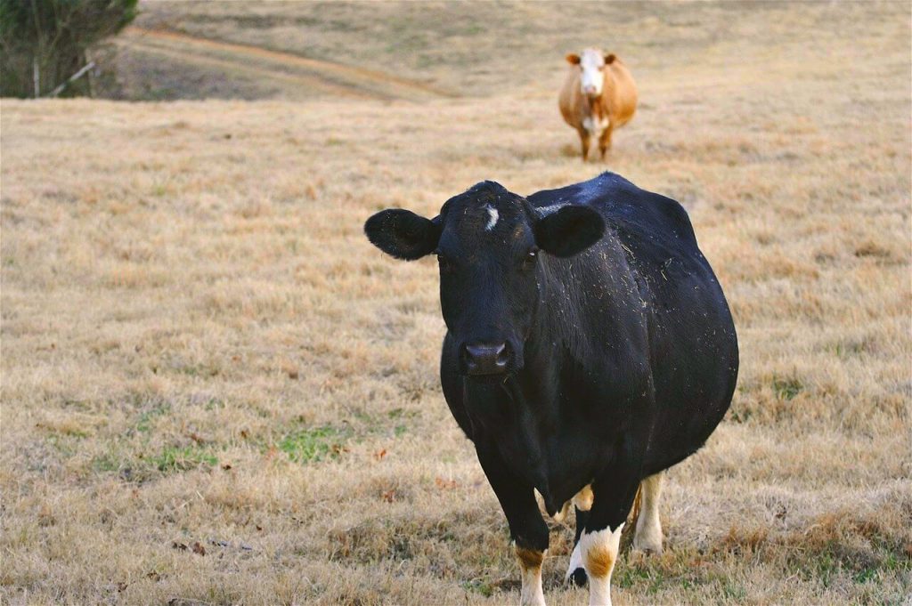 Беременность коровы