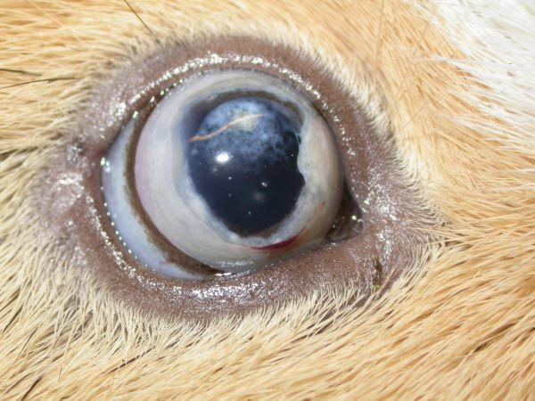 Болезни глаз у морских свинок