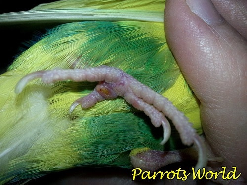 Болезни лап у попугаев