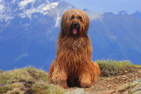 Бриар - порода собак: описание и характеристика французской овчарки, плюсы и минусы, историческая справка