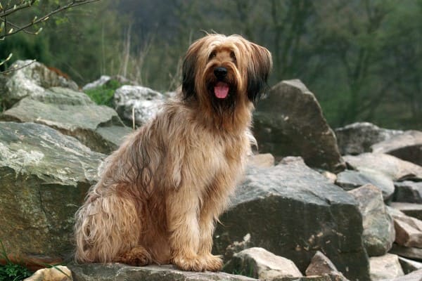Бриар - порода собак: описание и характеристика французской овчарки, плюсы и минусы, историческая справка