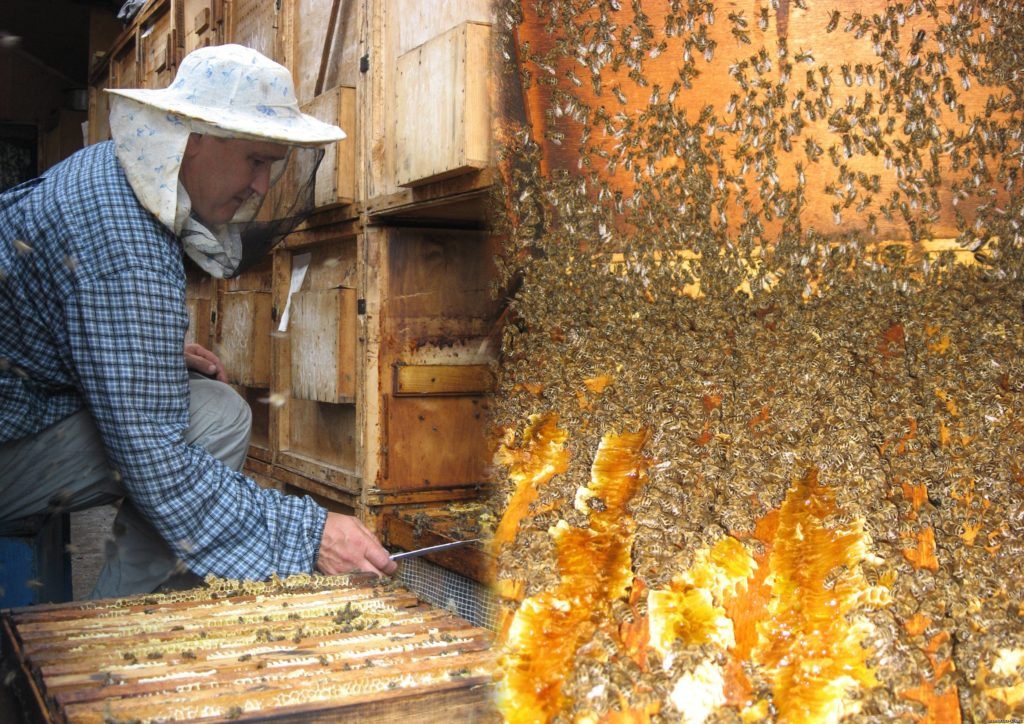 Цены на покупку семьи пчел