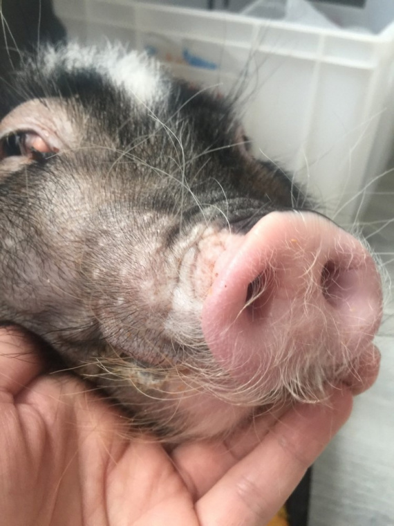 Чем болеют свиньи и как это лечить?