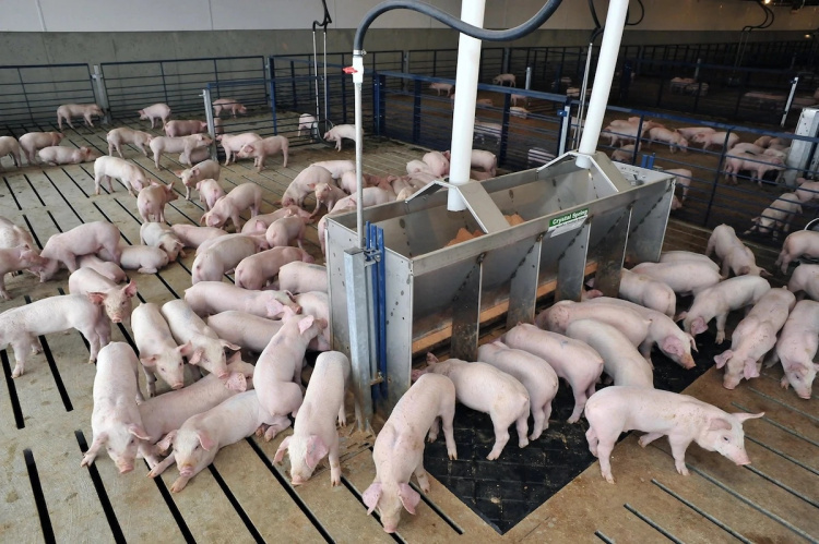 Чем болеют свиньи и как это лечить?