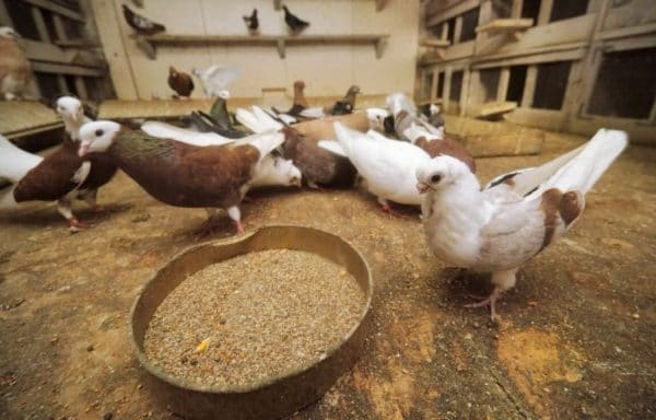 Чем кормить голубя в домашних условиях