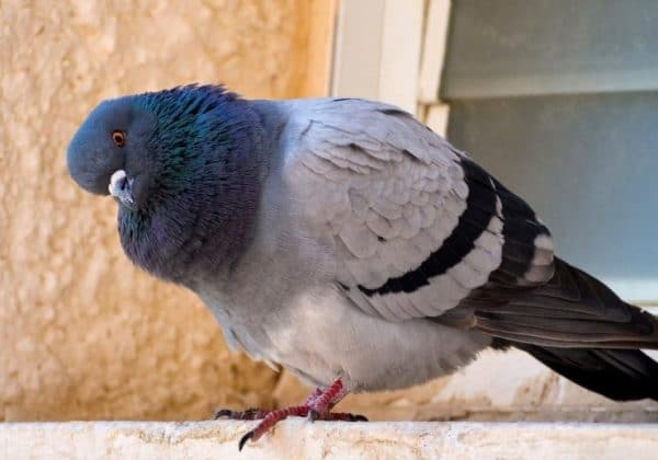 Чем кормить голубя в домашних условиях