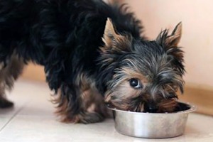 Чем кормить йоркширского терьера в домашних условиях: что едят, питание щенков и взрослых особей