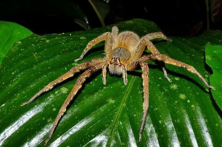 Чем опасен бразильский странствующий паук?