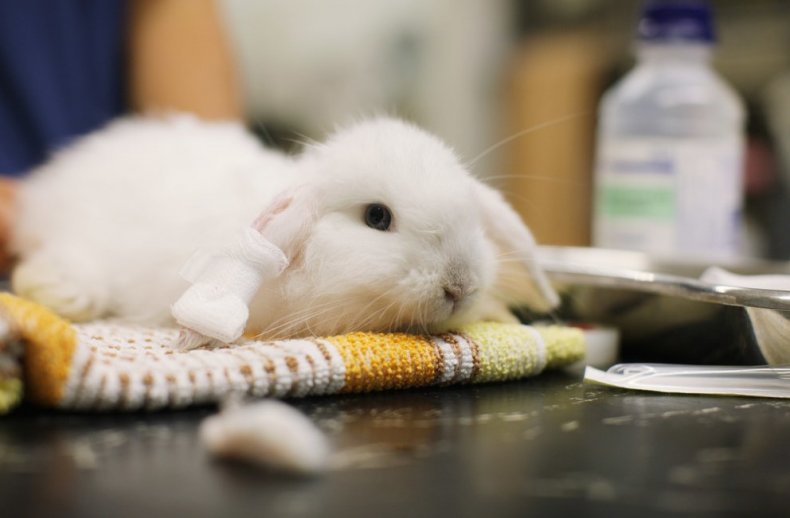 Чем проглистогонить кроликов перед вакцинацией и для профилактики