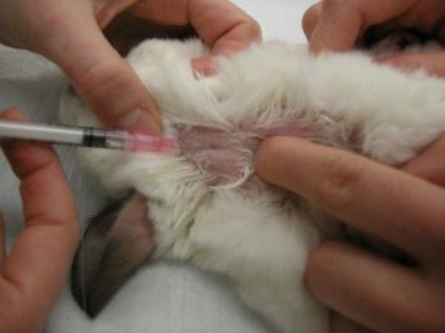 Чем проглистогонить кроликов перед вакцинацией и для профилактики
