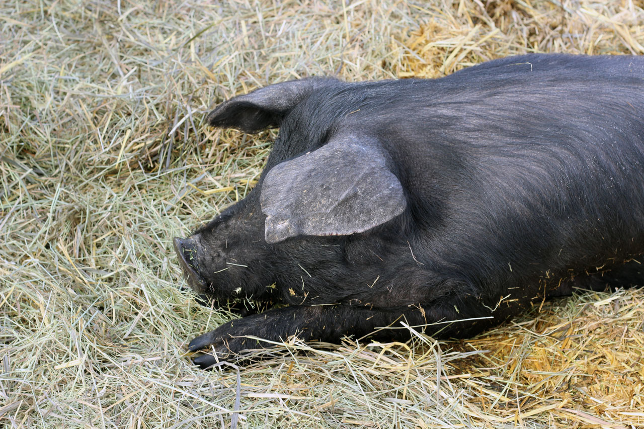 Черная свинья