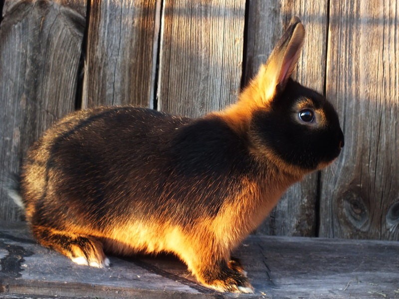 Черный кролик: описание видов