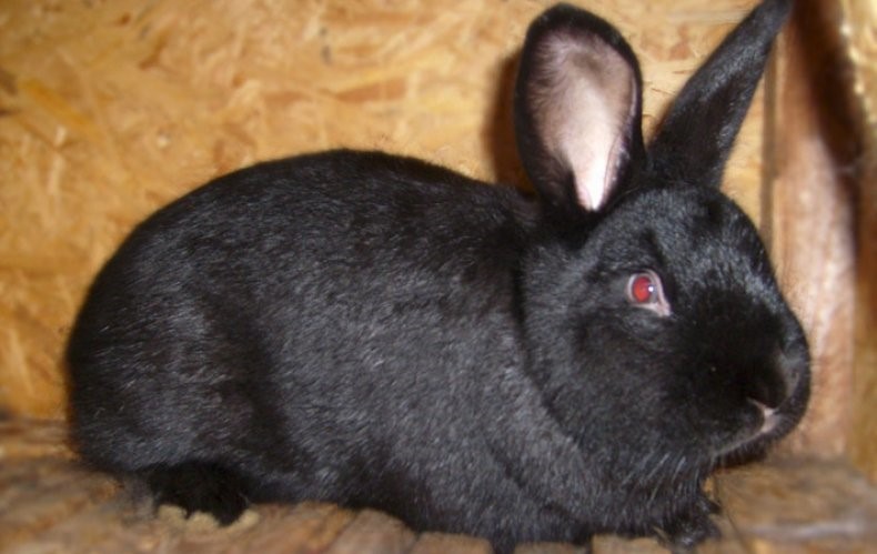 Черный кролик: описание видов